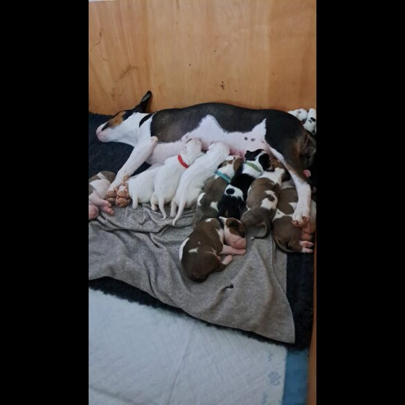 Bull Terrier - Both