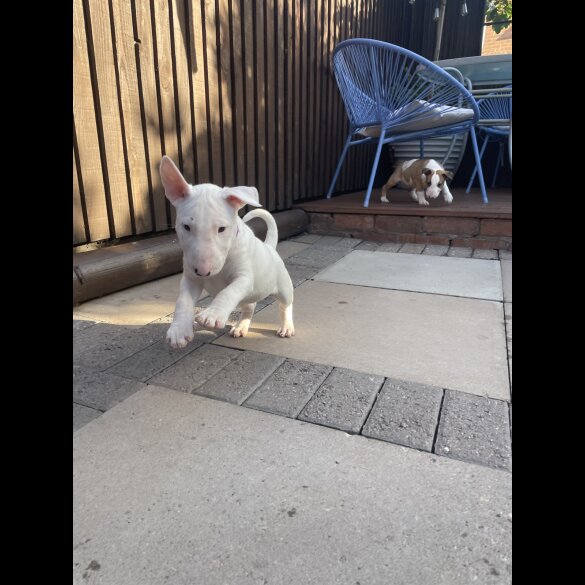 Bull Terrier - Both