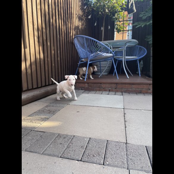 Bull Terrier - Both