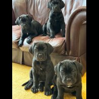 Cane Corso - Both