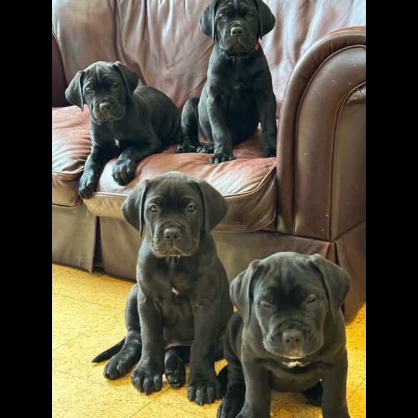 Cane Corso - Both