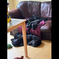 Cane Corso - Both