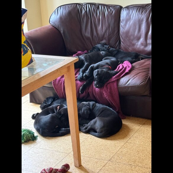Cane Corso - Both
