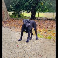 Cane Corso - Both