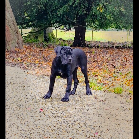 Cane Corso - Both