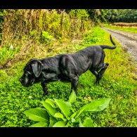 Cane Corso - Both