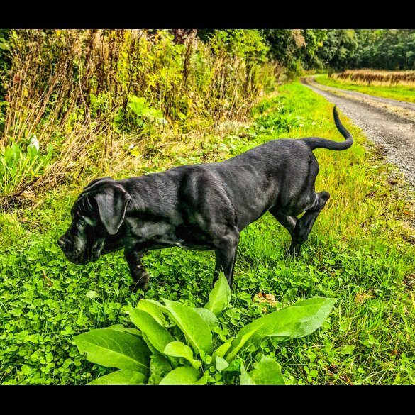 Cane Corso - Both