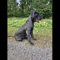 Cane Corso - Both
