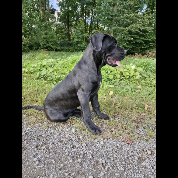 Cane Corso - Both