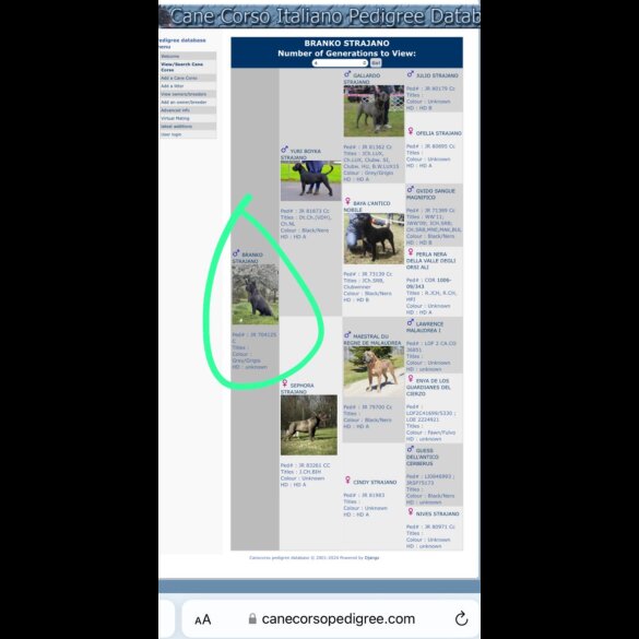 Cane Corso - Both