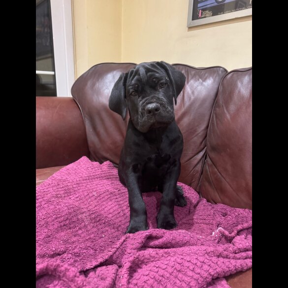 Cane Corso - Both