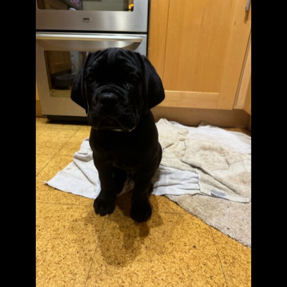 Cane Corso - Both