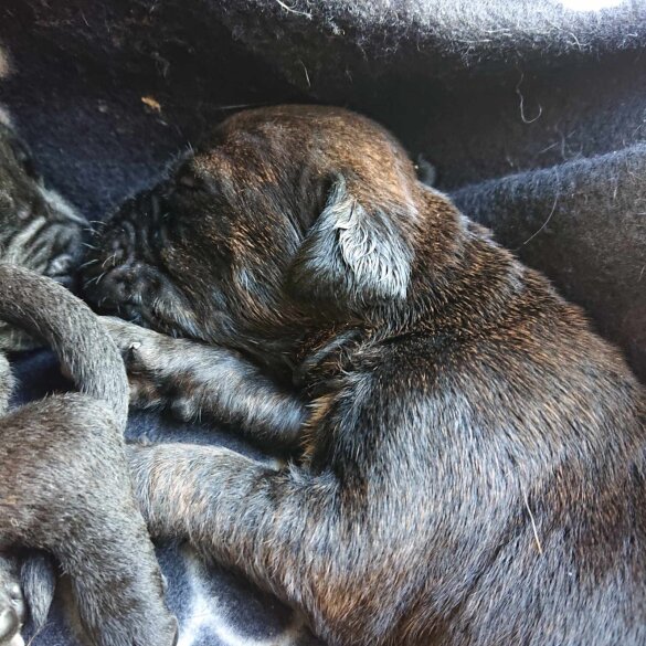 Cane Corso - Both