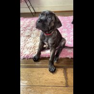 Cane Corso - Bitches