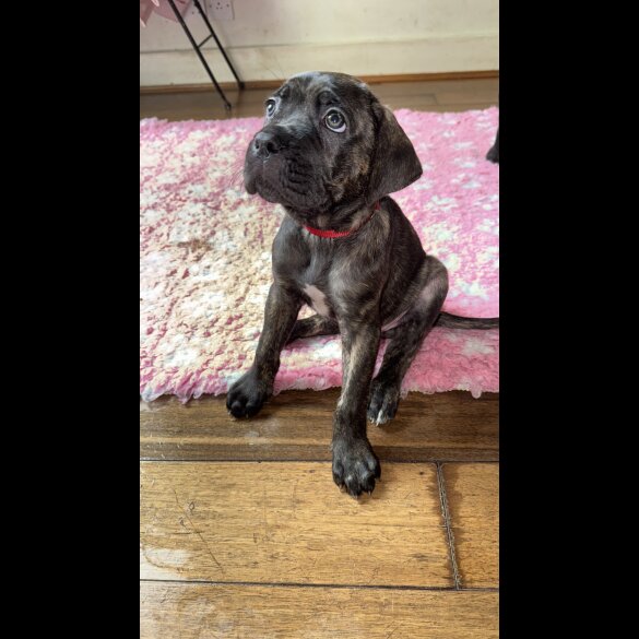 Cane Corso - Bitches