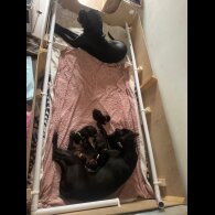 Cane Corso - Bitches