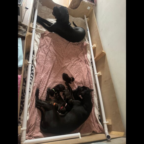 Cane Corso - Bitches