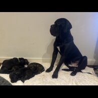 Cane Corso - Bitches