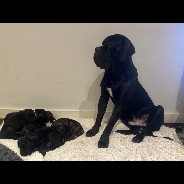 Cane Corso - Bitches