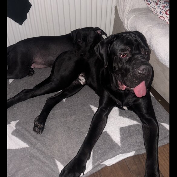 Cane Corso - Bitches