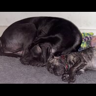 Cane Corso - Bitches