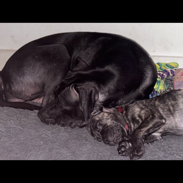Cane Corso - Bitches