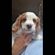 Cavachon - Bitches