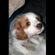 Cavachon - Bitches
