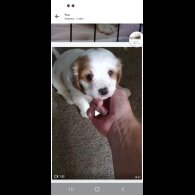 Cavachon - Bitches