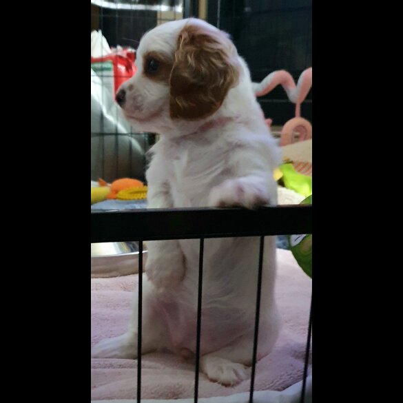 Cavachon - Bitches