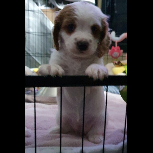 Cavachon - Bitches