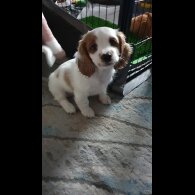 Cavachon - Bitches
