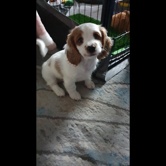 Cavachon - Bitches