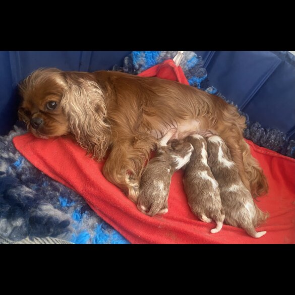 Cavalier King Charles Spaniel - Bitches