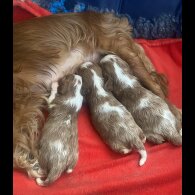 Cavalier King Charles Spaniel - Bitches