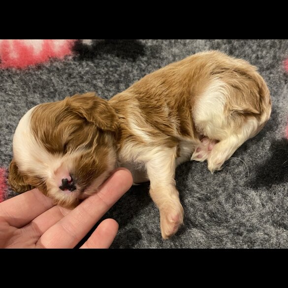 Cavalier King Charles Spaniel - Bitches