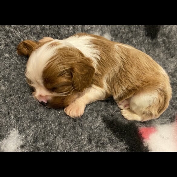 Cavalier King Charles Spaniel - Bitches