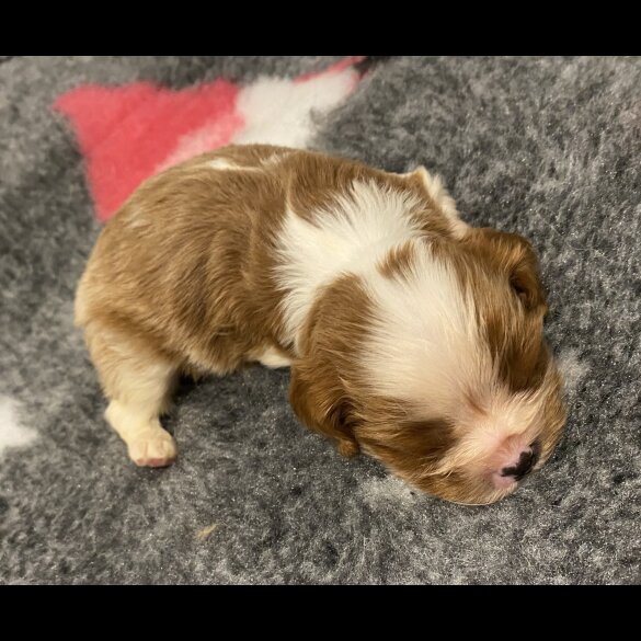 Cavalier King Charles Spaniel - Bitches