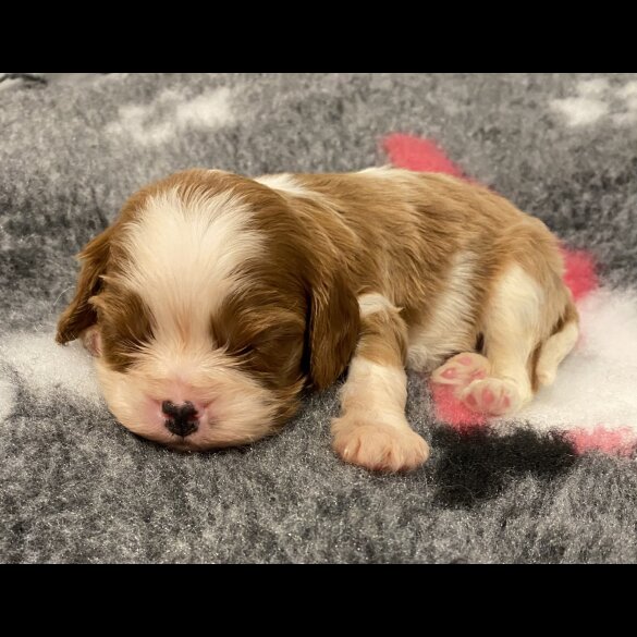 Cavalier King Charles Spaniel - Bitches
