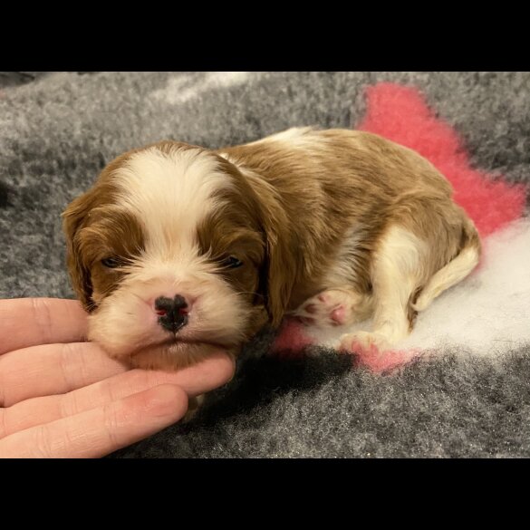 Cavalier King Charles Spaniel - Bitches