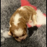 Cavalier King Charles Spaniel - Bitches