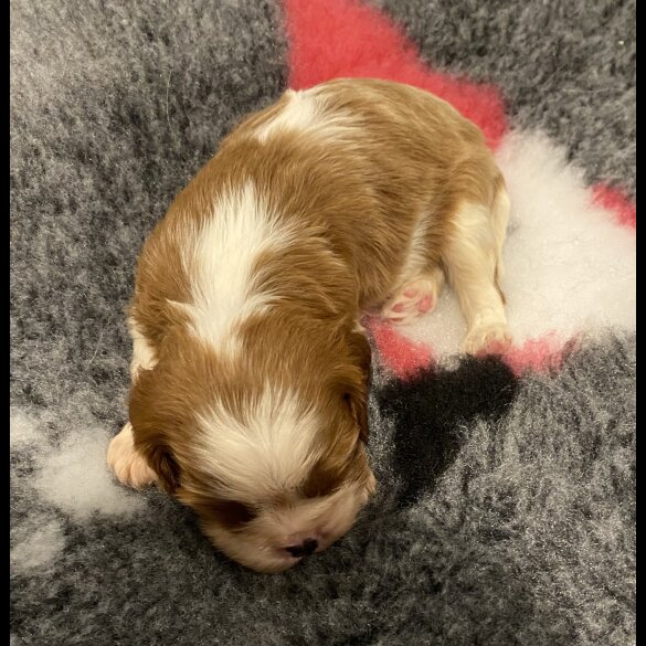 Cavalier King Charles Spaniel - Bitches