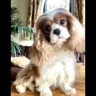 Cavalier King Charles Spaniel - Bitches