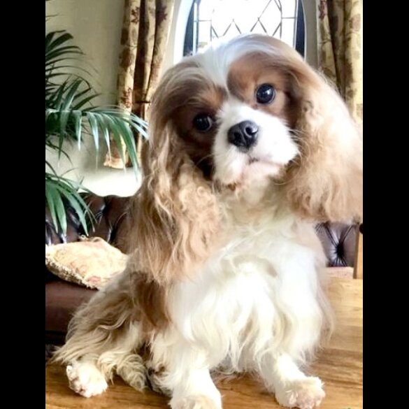 Cavalier King Charles Spaniel - Bitches