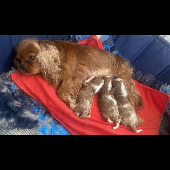 Cavalier King Charles Spaniel - Bitches