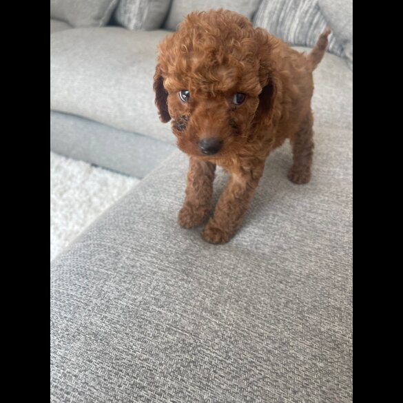 Cavapoo - Both