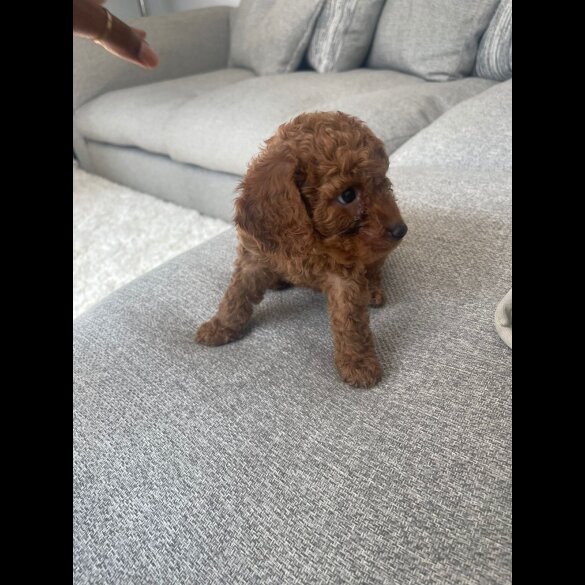 Cavapoo - Both