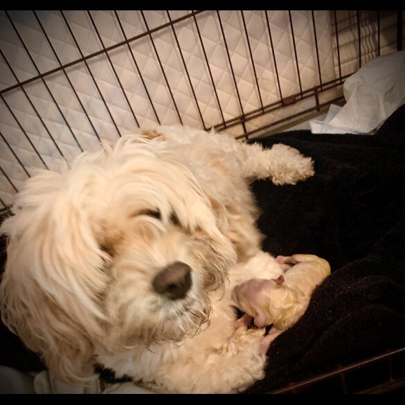 Cavapoo - Dogs