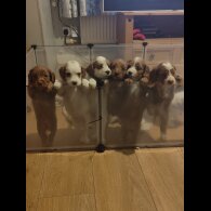 Cavapoo - Both