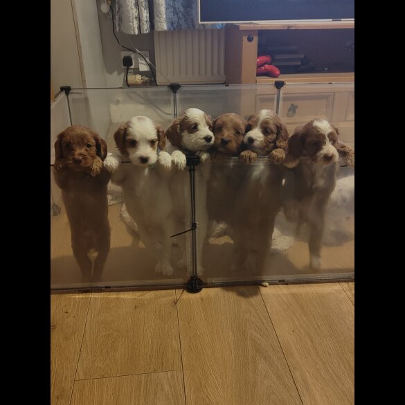 Cavapoo - Both
